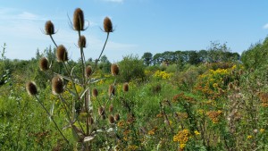 Tekenen in de zomer: speelnatuur Tiengemeten